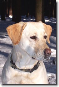 Labrador Retriever