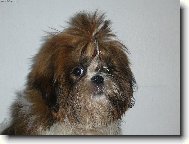 Shih-Tzu