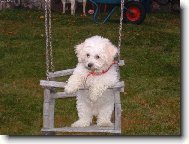 Bichon á poil frisé, Bichon Frise