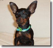 PRAGUE RATTER