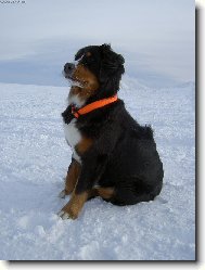 Berner Sennenhund