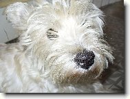 West highland white terrier \\\\\(Dog standard\\\\\)