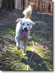 Chinese Crested Dog