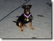 German Pinscher
