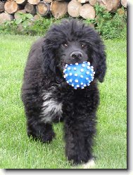 Cao de agua Portugus, Portuguese Water Dog