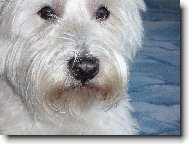 West highland white terrier \\\\\(Dog standard\\\\\)