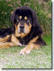 Tibetan Mastiff