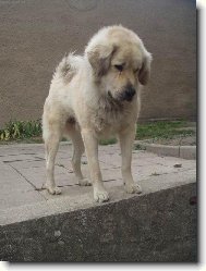 Tibetan Mastiff