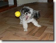 Poodle, Caniche