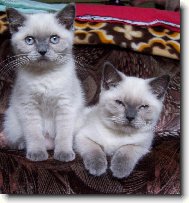 British shorthairs cat