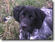 Grosser Münsterlander, Large Munsterlander