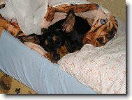 German Pinscher
