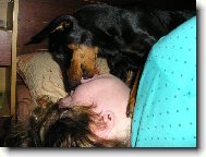 German Pinscher