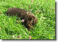 Czech Pointer, Bohemian wire-haired Pointing griffon