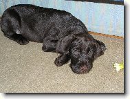 Czech Pointer, Bohemian wire-haired Pointing griffon
