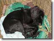 Czech Pointer, Bohemian wire-haired Pointing griffon
