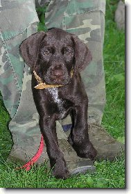 Czech Pointer, Bohemian wire-haired Pointing griffon