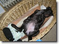 Czech Pointer, Bohemian wire-haired Pointing griffon
