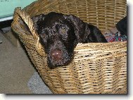 Czech Pointer, Bohemian wire-haired Pointing griffon