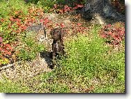 Czech Pointer, Bohemian wire-haired Pointing griffon