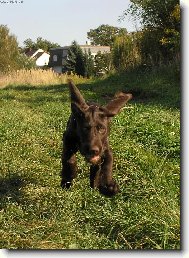 Czech Pointer, Bohemian wire-haired Pointing griffon