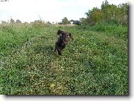 Czech Pointer, Bohemian wire-haired Pointing griffon