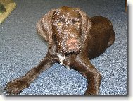 Czech Pointer, Bohemian wire-haired Pointing griffon