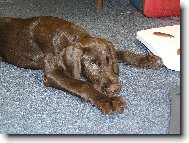 Czech Pointer, Bohemian wire-haired Pointing griffon