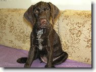 Czech Pointer, Bohemian wire-haired Pointing griffon