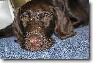 Czech Pointer, Bohemian wire-haired Pointing griffon
