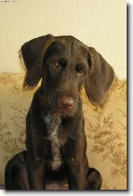 Czech Pointer, Bohemian wire-haired Pointing griffon