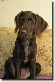 Czech Pointer, Bohemian wire-haired Pointing griffon