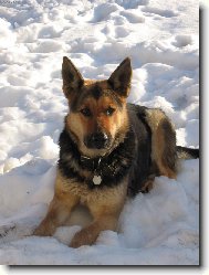 German Shepherd Dog