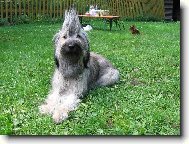 Catalan Sheepdog