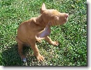 Rövidszörü Magyar Vizsla, Hungarian Short-haired Pointing Dog