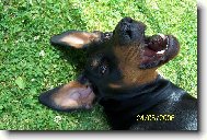Dobermann, Doberman