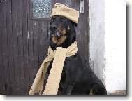 Beauce sheep dog \\\\\(beauceron\\\\\) \\\\\(Dog standard\\\\\)