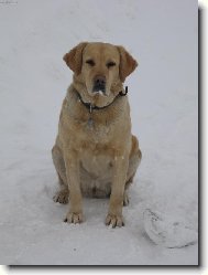 Labrador Retriever