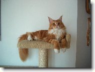 Maine Coon