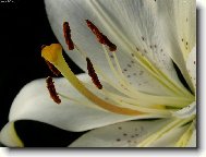 Lilium