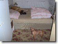 German Pinscher