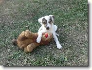 Parson Russel Terrier