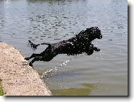 Cao de agua Portugus, Portuguese Water Dog