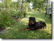 Rottweiler