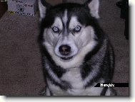 Siberian Husky