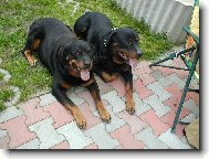 Rottweiler