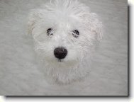Bichon á poil frisé, Bichon Frise