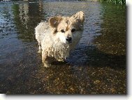 German spitz medium size \(Dog standard\)