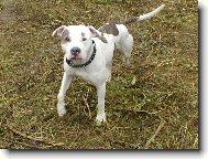 American Pit Bull Terrier