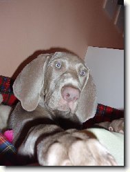 Weimaraner, Weimaraner Vorsterhund